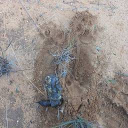 Leopard scat and scrape site - very fresh
